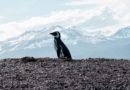 Pinguinera Terrestre