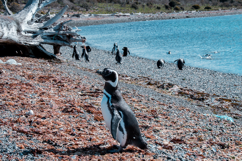 Pinguinera Terrestre