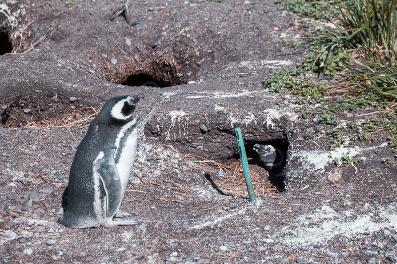 Pinguinera Terrestre