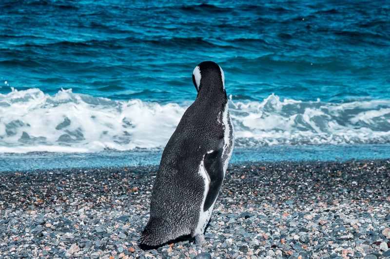 Pinguinera Terrestre