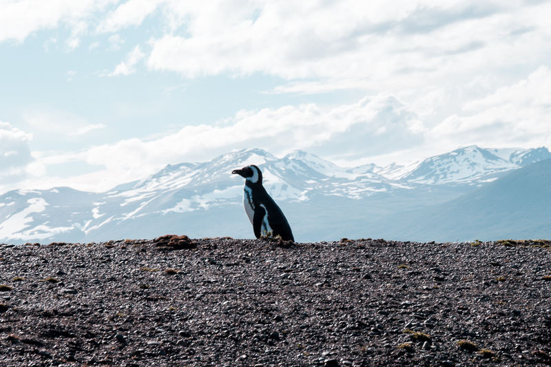 Pinguinera Terrestre