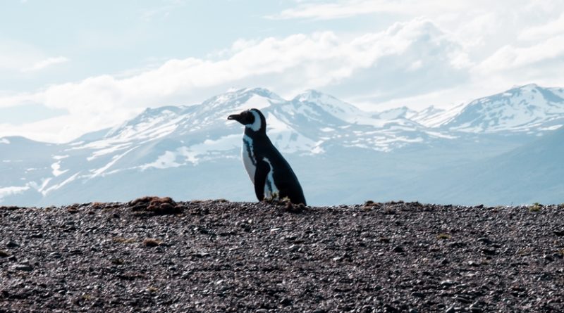 Pinguinera Terrestre